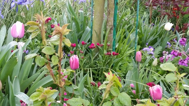 Giverny Jardins de monet